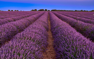 Fototapeta na wymiar Lavender Fields at blue hour in Brihuega