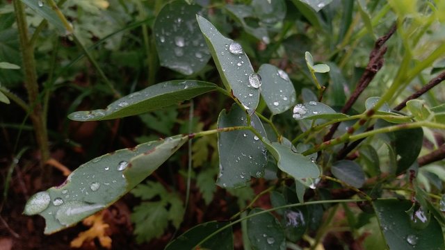 rain drops on a leaf