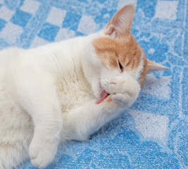 A white cat with red spots licks the fur