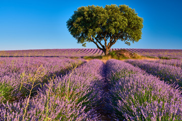 Lavender fields landscape in Brihuega
