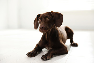 Beautiful brown German Shorthaired Pointer on floor indoors