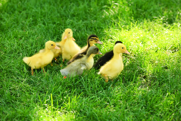 Cute ducklings on green grass
