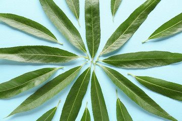 Green osier leaves on color background