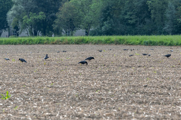 flock of birds