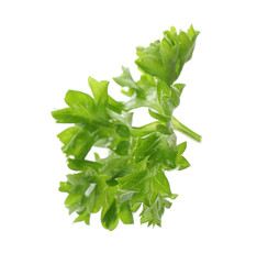Fresh green curly parsley on white background