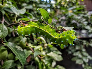 caterpillar is eating leaves