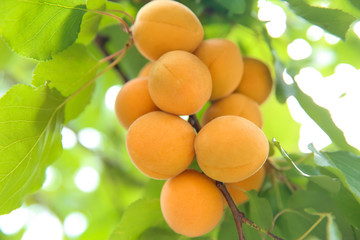 Delicious ripe apricots on tree outdoors, closeup