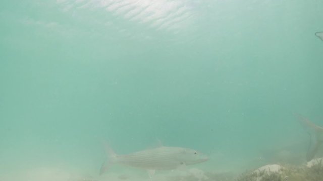Bonefish, trachinotus goodei fish eating cloudy water with talassa meadow in Los Roques Venezuela National Park Caribbean