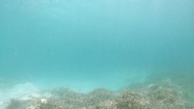 Chapin  fish swimming in shallow water with talassa meadow. Underwater Video taken Los Roques Venezuela Caribbean. Slow motion