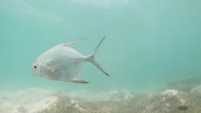 Panpanos fishes underwater shallow water talassa meadow. Underwater Video taken Los Roques Venezuela in Caribbean Sea. Slow Motion