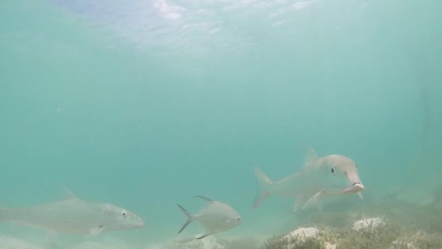 Bonefish swimming inside shallow water talassa meadow in Los Roques Venezuela. Albula vulpes. SLOW MOTION