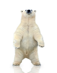 Polar bear standing on two legs on ice berg
