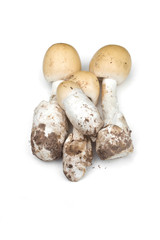 Amanita vaginata, Amanita hemibapha isolated on white background.