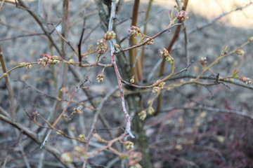 frost on branches