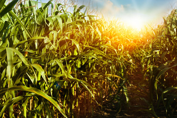 Corn field under beautiful sky at sunrise