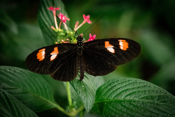 Der tropische Schmetterling "Postbote" (Heliconius melpomene plessini) an einer rosaroten Blüte sitzend