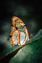 Malachitfalter (Siproeta stelenes) - Tropischer Schmetterling im Schmetterlingshaus - Close Up - obrazy, fototapety, plakaty