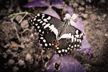 Karierter Schwalbenschwanz an einer violetten Blüte Nektar saugend
