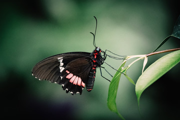 Fototapeta na wymiar Kuhherz (Parides iphidamas) auf einem Blatt sitzend in einem Schmetterlingshaus