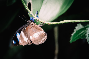 Der tropische Schmetterling 