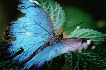 Fototapeta na wymiar Blauer Morphofalter (Morpho peleides) mit ausgefransten Flügeln auf einem Blatt sitzend - Close Up