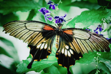 Tropischer Schwalbenschwanz (Papilio memnon) auf einer Lilafarbenen Blüte