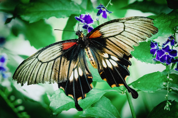 Tropischer Schwalbenschwanz (Papilio memnon) auf einer Lilafarbenen Blüte