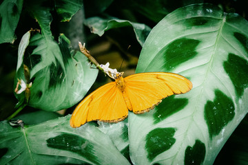 Tropischer Schmetterling "Fackel" (Dryas iulia) auf einem Blatt sitzend