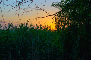 Sunset on the lake in the reeds close-up.