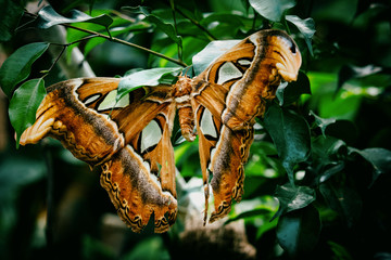Frisch geschlüpfter Atlasspinner (Attacus atlas) auf einem Blatt sitzend