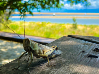Grasshopper in front of a lake