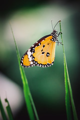 Afrikanischer Monarch (Danaus chrysippus) - Close Up eines Tropischen Schmetterlings