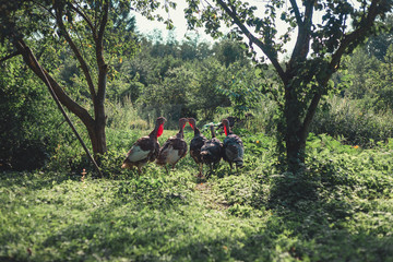 group of five turkey males in sunny afternoon garden between two cherry trees