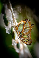 Frisch aus dem Kokon geschlüpfter Malachitfalter (Siproeta stelenes) - Tropischer Schmetterling im...