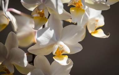 Fototapeta na wymiar White Orchids 