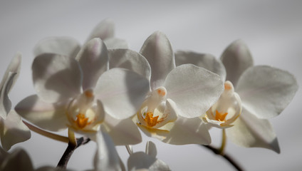 Naklejka na ściany i meble White Orchids 