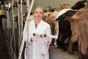 Farmer woman milking a goats with an automatic milk machine. High quality photo