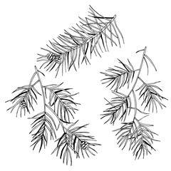 Pine branches and cones. Hand drawn vector illustration isolated on white background. For Christmas decoration, posters, banners, sales and other winter events.