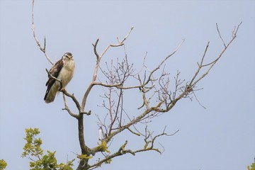 Buse variable