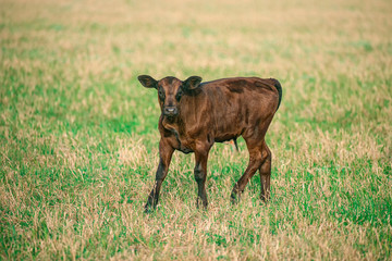 Pretty little calf standing alone in green pasture.