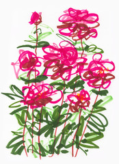 A sketch of blooming garden dark pink peonies is drawn on a white background using colored markers