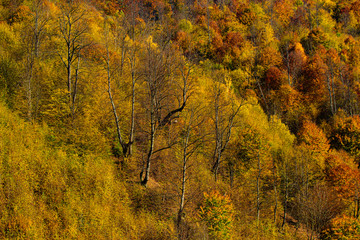Maple autumn trees. Beautiful orange and red autumn forest. Autumnal landscape. Fall time season.
