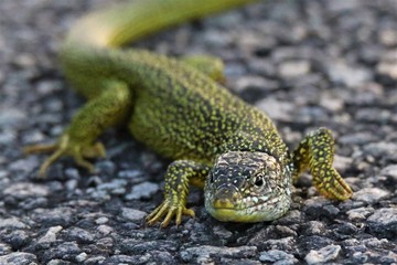 Lézard Vert