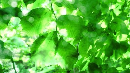 Background, splash, cover of bright green lush foliage of a tree with sun glare and gleams