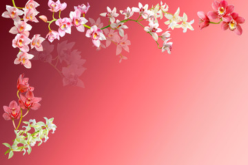 frame of orchid flowers isolated on pink background