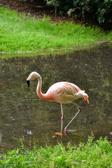 The Chilean flamingo (Phoenicopterus chilensis) in the water