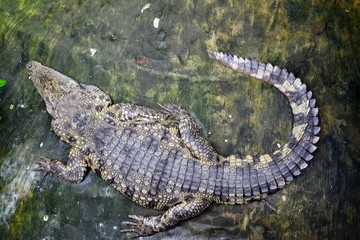 The saltwater crocodile (Crocodylus porosus). Crocodilia (or Crocodylia) - an order of mostly large, predatory, semiaquatic reptiles, known as crocodilians. Top view