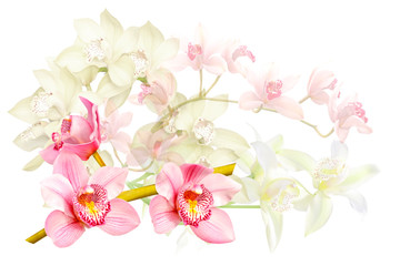 bouquet of orchid flowers isolated on white