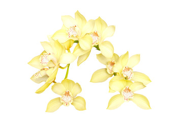 yellow orchid branch isolated on white