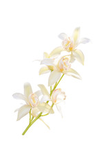 Obraz premium White orchid branch isolated on white